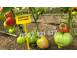 Rasad rosii tomate rasaduri rosii prekos inima de bou ardei etc cereale plante pomi 854137 poza 6