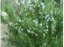 Rozmarin, Lavanda, Roinita, Menta