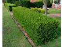 Butasi Buxus