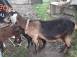 Capra anglonubiana de vanzare animale domestice si pasari 869439 poza 1