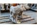 Statueta animal lup maro antichizat model s78. 879794 poza 6