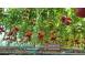 Rasaduri legume rasad de rosii tomate ardei vinete castraveti varza cereale plante pomi 895661 poza 8