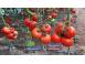 Rasaduri legume rasad de rosii tomate ardei vinete castraveti varza cereale plante pomi 895661 poza 5