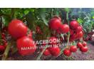 Rasaduri Legume | Rasad de Rosii / Tomate 2025