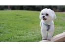 Vand pui de Bichon