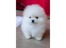 Vand pui de Pomeranian