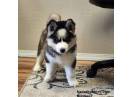 Vand pui de Husky