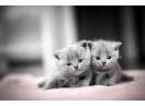 Vand pui de British cat