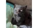 Spre adopție pui de pisică.