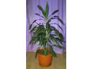 Vand 2 dracena, plante de interior