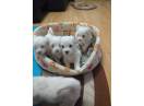 Pui bichon