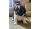 Vând pui Shih Tzu 6 săptămâni