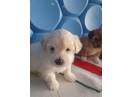Vând puii de bichoni  Maltez cu vârsta 1 luna și 2 săptămâni  la preț de 300 ron bucata