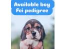 Beagle cu pedigree