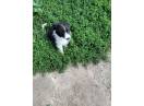 border collie bicolor