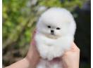 Pomeranian mini