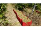 Struguri de Vin Premium  Productie 2025 - Calitate din Vrancea