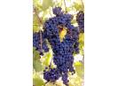 Struguri soi merlot.