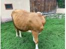Vand vaca baltata romaneasca