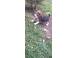 Catelus beagle caini pisici 914701 poza 7