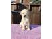 Pui labrador cu pedigree caini pisici 914822 poza 1