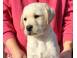 Pui labrador cu pedigree caini pisici 914822 poza 2