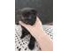 Pui scottish fold de vanzare 2 luni au 2 masculi 1 femela caini pisici 916263 poza 1