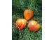 Vand seminte de tomate rosii mari colorate cherry 916362 poza 8