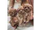 Maltipoo