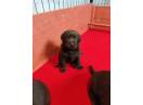 Pui labrador ciocolatiu cu pedigree