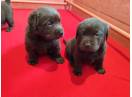Pui labrador ciocolatiu cu pedigree