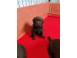 Pui labrador ciocolatiu cu pedigree caini pisici 923576 poza 1