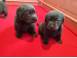 Pui labrador ciocolatiu cu pedigree caini pisici 923576 poza 2