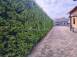 Casa de vanzare abrud 924294 poza 4