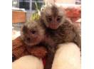 Maimuță Marmoset Pigmeu Disponibilă