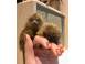 Maimu a marmoset pigmeu disponibila alte animale de companie 925059 poza 2
