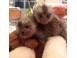 Maimu a marmoset pigmeu disponibila alte animale de companie 925059 poza 1