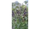 Coacaze negre bio