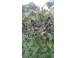 Coacaze negre bio produse piata alimentatie 926372 poza 1