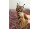 pisoi serval și caracal și frumoasa Savannah
