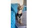 Pisoi serval i caracal i frumoasa savannah caini pisici 926885 poza 5