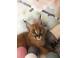 Pisoi serval i caracal i frumoasa savannah caini pisici 926885 poza 6