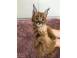 Pisoi serval i caracal i frumoasa savannah caini pisici 926885 poza 2