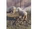 Oi de vanzare animale domestice si pasari 927705 poza 2