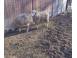 Oi de vanzare animale domestice si pasari 927705 poza 1