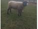 Oi de vanzare animale domestice si pasari 927705 poza 3