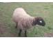 Berbec de vanzare animale domestice si pasari 928039 poza 3