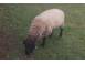 Berbec de vanzare animale domestice si pasari 928039 poza 2