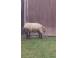 Berbec de vanzare animale domestice si pasari 928039 poza 1