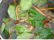 Toute guerison par la plante diverse 931189 poza 1